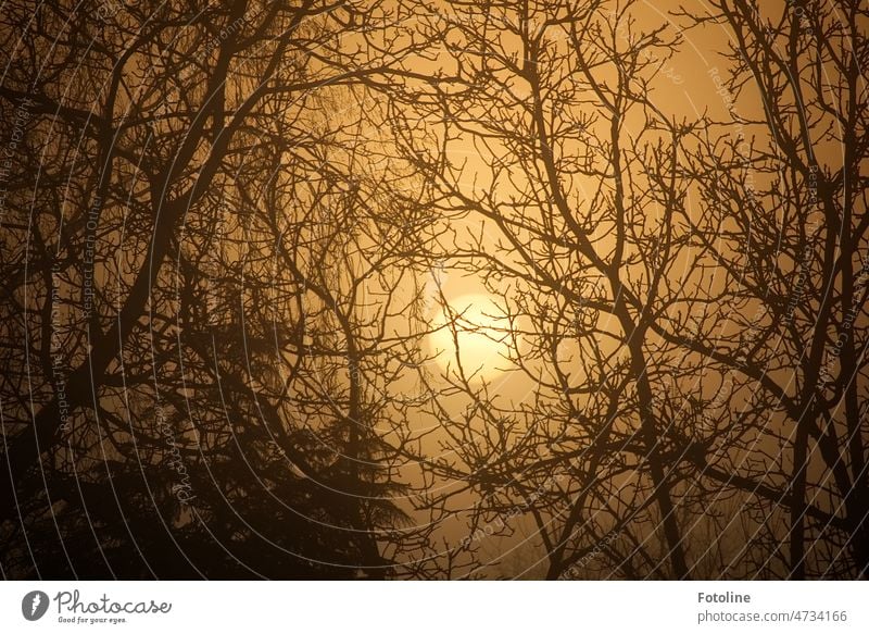 Hinter einem Gewirr aus Ästen und Zweigen geht die Sonne im Nebel auf. Sonnenaufgang Morgen Morgendämmerung Himmel Sonnenlicht Schönes Wetter Licht Gegenlicht