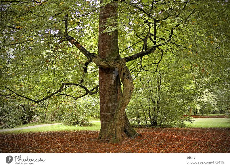 Yoga Baum harmonisch Erholung ruhig Meditation Umwelt Natur Urelemente Erde Garten Park Wald grün Vertrauen Einigkeit Sympathie Zusammensein trösten Weisheit
