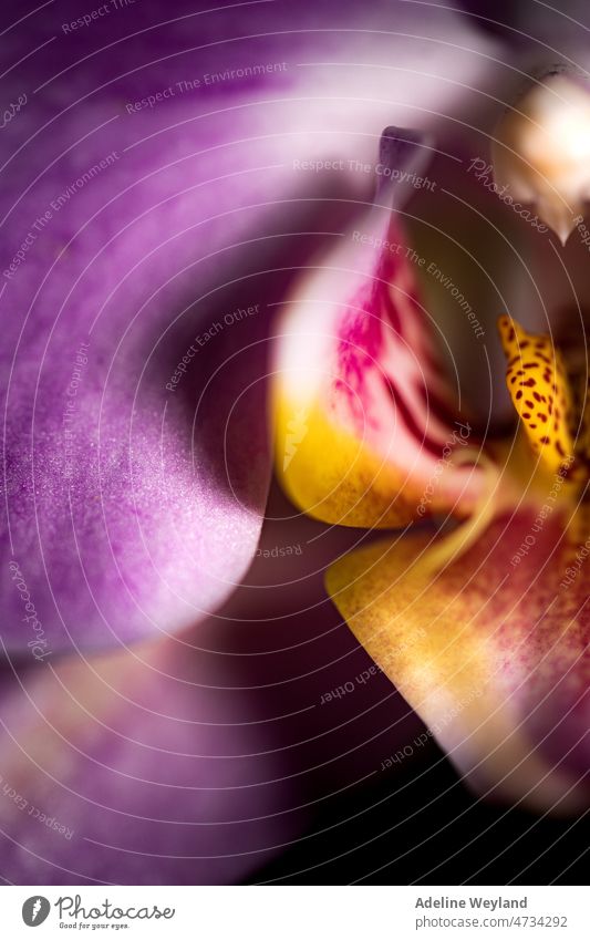 Lila Orchidee Nahaufnahme purpur Makro Blume Single schön Begierde