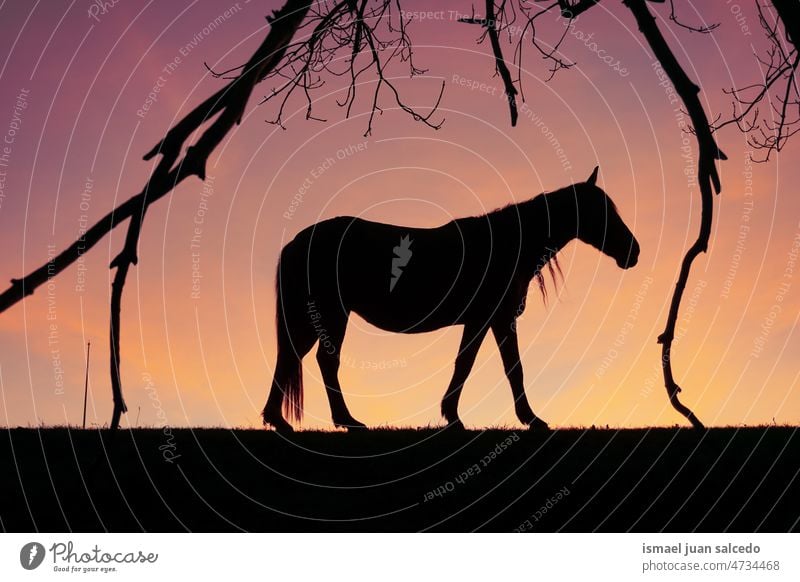 Pferd Silhouette auf der Wiese mit einem schönen Sonnenuntergang Hintergrund Sonnenlicht Tier Tiermotive Tier in freier Wildbahn Tierwelt wild Natur niedlich