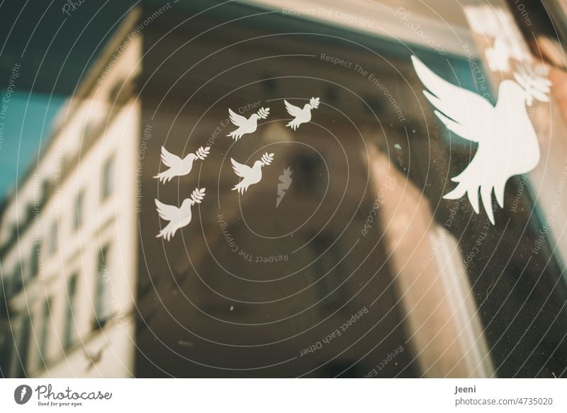 Friedenstauben fliegen in Richtung Ukraine Weltfrieden Liebe Freiheit Hoffnung Taube Symbole & Metaphern Flügel weiß friedlich Verständigung Krieg Versöhnung