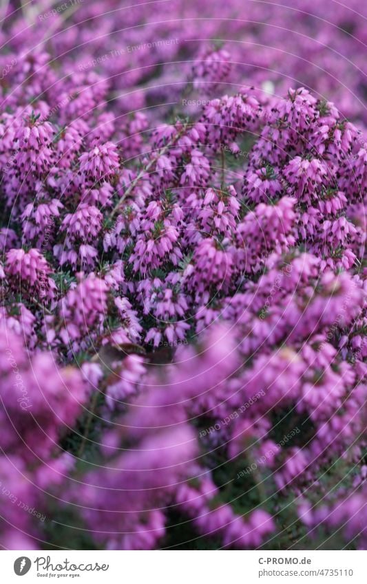 Schneeheide Erica carnea Winterheide Frühlingsheidekraut Pflanze Heidekräut Zwergsträucher Blüten Blütenmeer pink Garten rosa Blume Natur Nahaufnahme