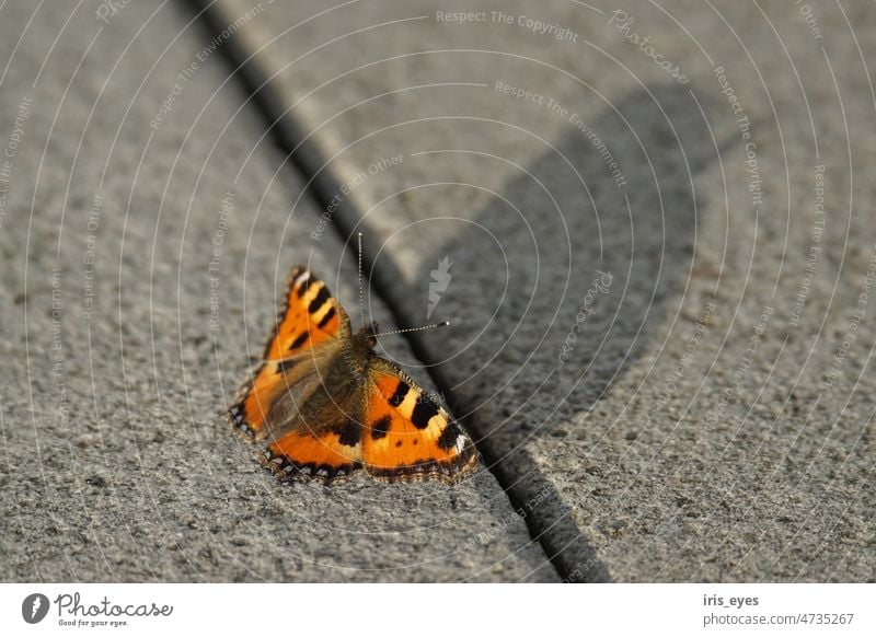 Kleiner Fuchs auf Stein Schmetterling Falter Insekt Flügel Natur Edelfalter natürlich Tageslicht natürliches Licht Schmetterlingsflügel Naturphoto grau