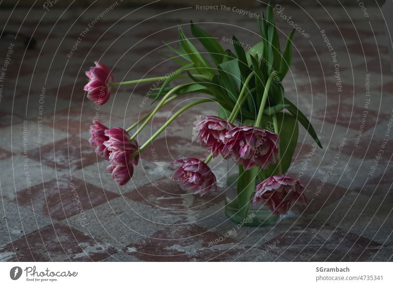 Bald verblühter Tulpenstrauß in Vase auf einem alten karierten Betonboden rot Frühlingsblume tulpenstrauß altmodisch Blume Farbfoto Blumenstrauß Innenaufnahme