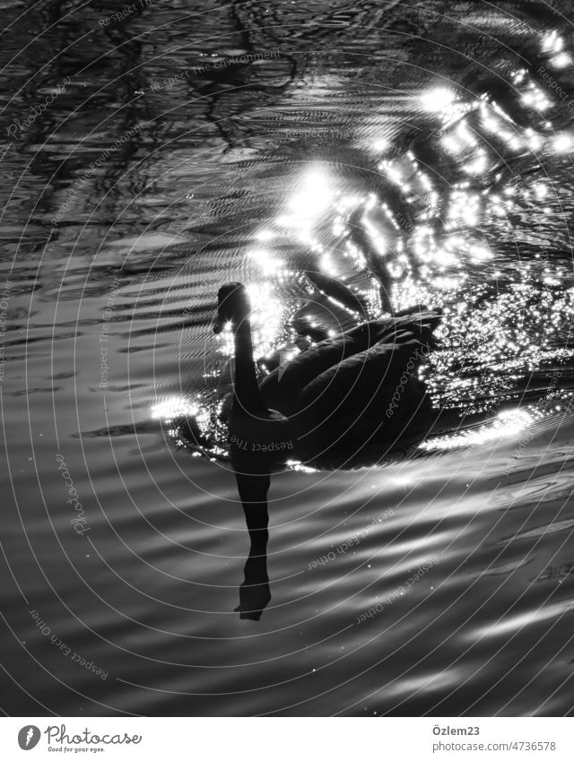 Schwan im Glitzersee Tierporträt Natur Naturaufnahme Sonnenlicht glitzern See Außenaufnahme Schwarzweißfoto Menschenleer