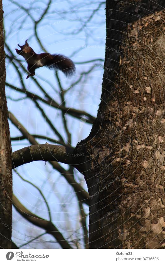 Fliegendes Eichhörnchen, das gleichzeitig schaut, wer diese Frau ist, die gerade fotografiert Natur Naturliebe Tier Tierporträt Tiergesicht Außenaufnahme