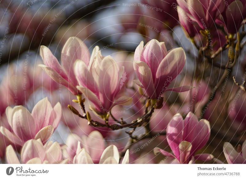 Der Frühling kommt Makroaufnahme Fotografie Sony cyclops
