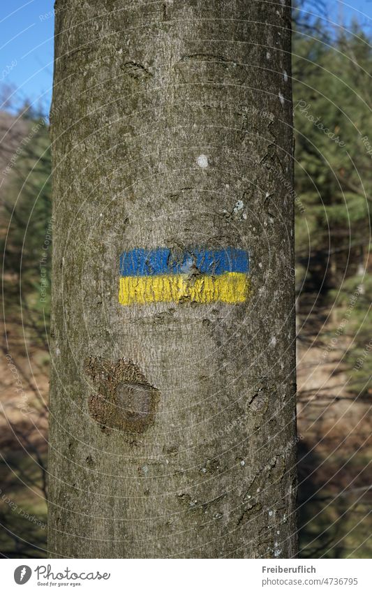 Blau Gelbe Wandermarkierung an einem Baum Wanderzeichen Markierung  Baum Wandersymbol Wald Wanderzeichen