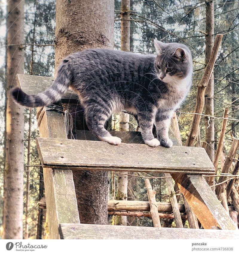 gesellschafterin Katze Leiter Wald Waldspielplatz klettern begleiten Begleitung Gesellschaft Tier Baum wandern Freundschaft