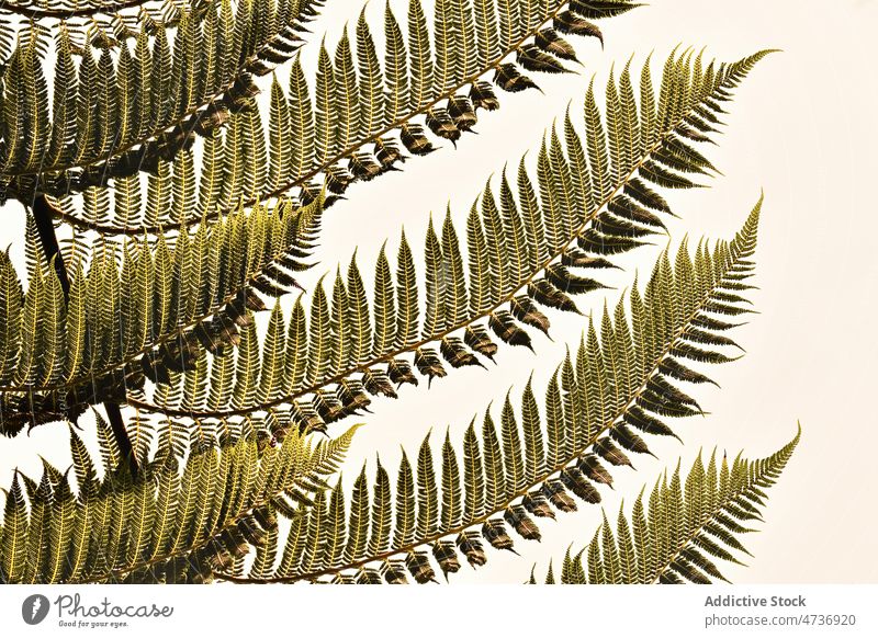 Zarte Farnblätter vor weißem Hintergrund Wurmfarn Alsophila dealbata Blatt Pflanze tropisch Natur exotisch üppig (Wuchs) Laubwerk Baum botanisch Garten frisch