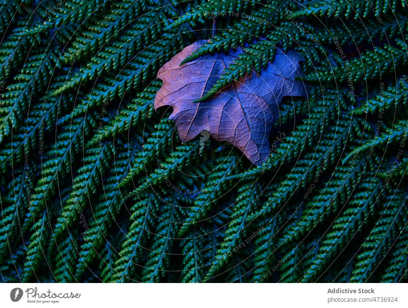 Herbstblatt auf üppiger grüner Pflanze im Wald Blatt Ahorn Wurmfarn Natur Hintergrund Laubwerk Ast Baum Textur Flora abstrakt Umwelt Oberfläche Saison Muster