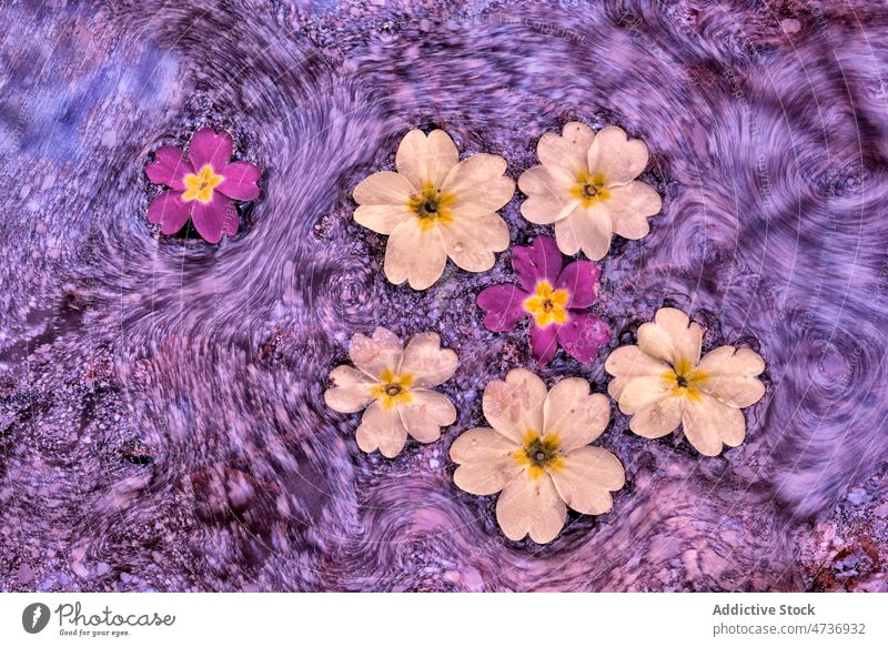 Zarte Primula vulgaris-Blüten im felsigen Fluss Kissen-Primel Blume Natur Blütenblatt fließen sanft frisch Pflanze Streuung Harmonie Wasser nass malerisch Stein