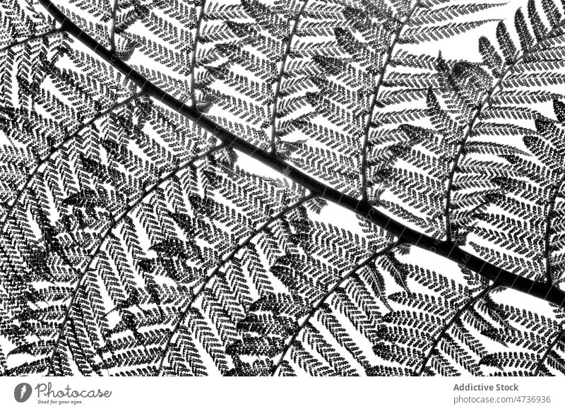 Zarte Farnblätter vor weißem Hintergrund Wurmfarn Alsophila dealbata Blatt Pflanze tropisch Natur exotisch üppig (Wuchs) Laubwerk Baum botanisch Garten frisch