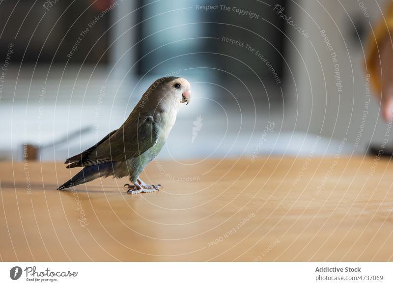 Niedlicher Papagei auf Laminatboden im Tageslicht stehend Agapornis canus Graukopf-Unzertrennliche Ornithologie Kreatur achtsam Vogel Haustier bezaubernd Fauna