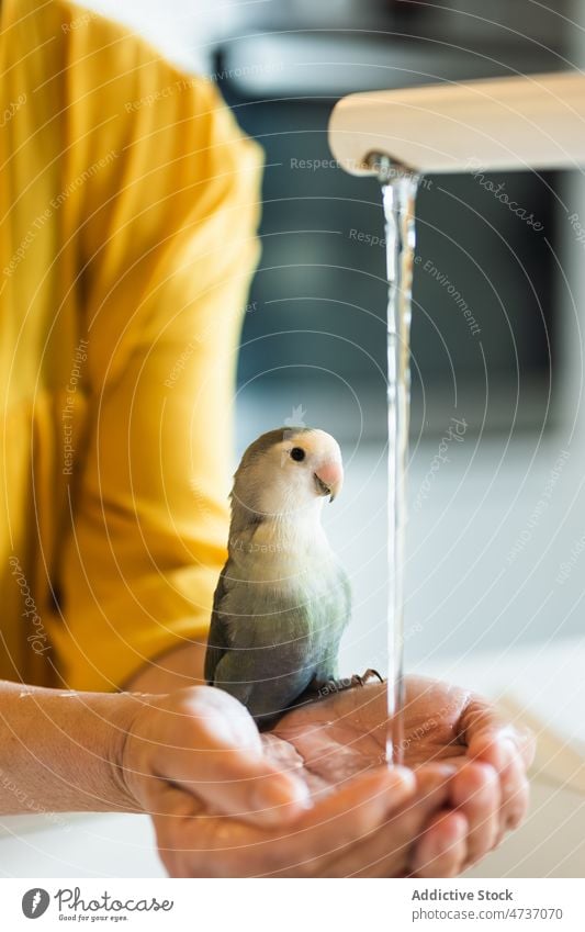 Crop-Frau mit niedlichem Papagei beim Händewaschen Graukopf-Unzertrennliche Agapornis canus Hand waschen Haustier Besitzer Vogel Wasserhahn Tier Ornithologie