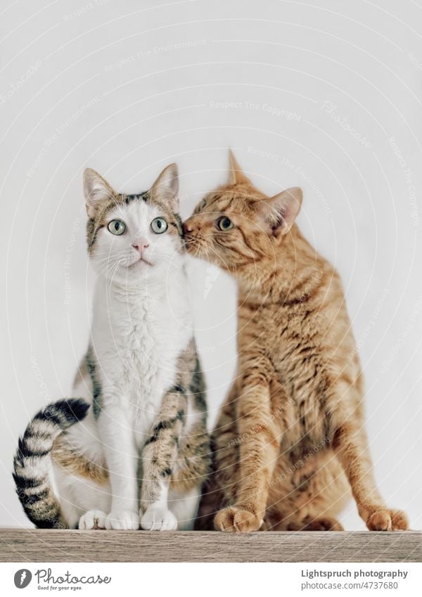 Ein Katzenpaar, das sich verliebt. zwei Sitzen Küssen Freundschaft Zwei Tiere Liebe - Emotion Zusammengehörigkeitsgefühl Textfreiraum charmant Katzenbaby