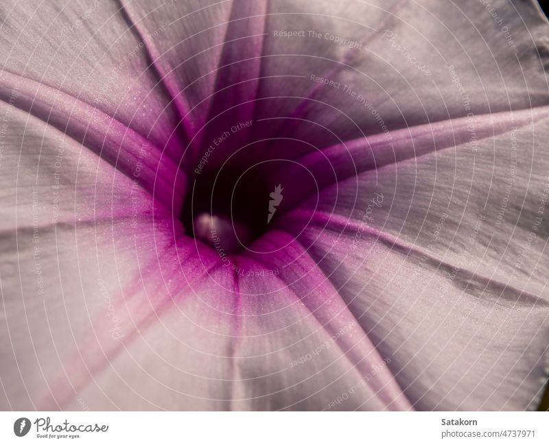 Die zarten und schwachen Blütenblätter der Morgenlatte Blume Blütenblatt purpur Winde Pflanze Hintergrund Nahaufnahme Natur natürlich rosa geblümt Blütezeit