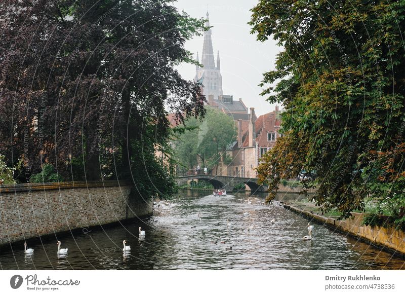 Brügger Kanal mit weißen Schwänen zwischen alten Bäumen mit der Liebfrauenkirche im Hintergrund. Brügge, Belgien Bejinhof Vögel Boot Brücke Großstadt Stadtbild