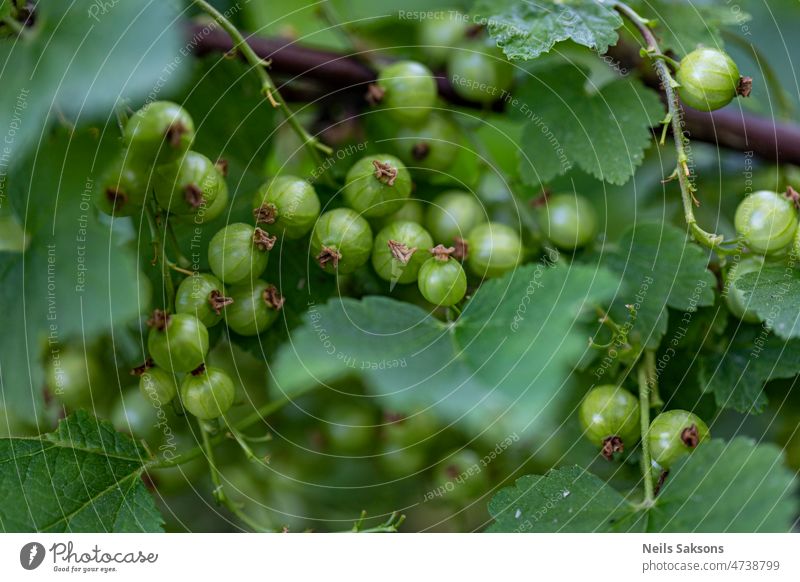 Hintergrund von grünen, unreifen roten Johannisbeeren und Blättern auf einem Zweig Ackerbau Antioxidans Beeren Ast Buchse Ernte Johannisbeerstrauch ökologisch