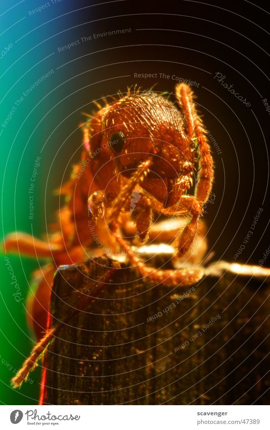 Ameise entdeckt die Welt Insekt Tier entdecken Klettern mehrfarbig winzig Beleuchtung Momentaufnahme 300 Fühler Haken Zange kleintier Farbe Bündel Leben