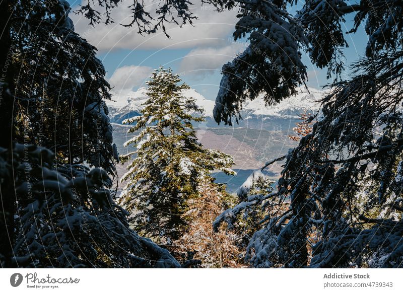 Winterwald in Pena Oroel Baum Schnee Wald Natur Raureif Frost gefroren wachsen Flora Spanien Jaca Huesca kalt Wachstum Saison Umwelt Pflanze Wetter Winterzeit