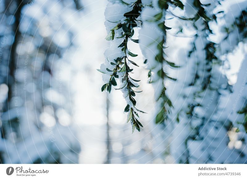 Mit Schnee bedeckte Baumzweige Ast Wald Natur Winter Raureif Frost wachsen Pflanze Flora gefroren Pena Oroel Spanien Jaca Huesca Zweig Blatt kalt Wachstum