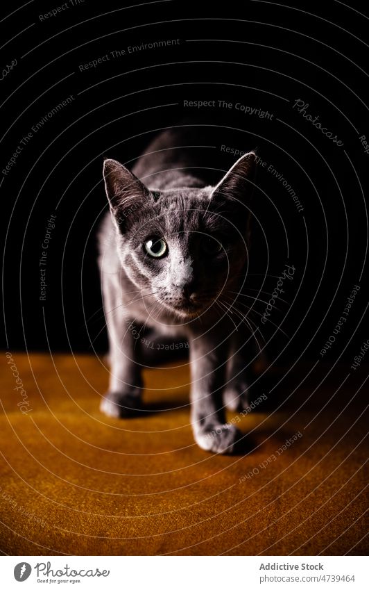 Niedliche Rassekatze auf dem Boden stehend vor schwarzem Hintergrund Russisch Blau Katze Tier Haustier neugierig katzenhaft Reinrassig Säugetier Starrer Blick