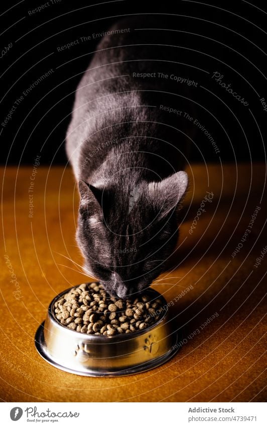 Niedliche hungrige Russisch Blau Katze frisst Futter aus dem Napf essen Lebensmittel Haustier Tier Schalen & Schüsseln Reinrassig bezaubernd niedlich katzenhaft