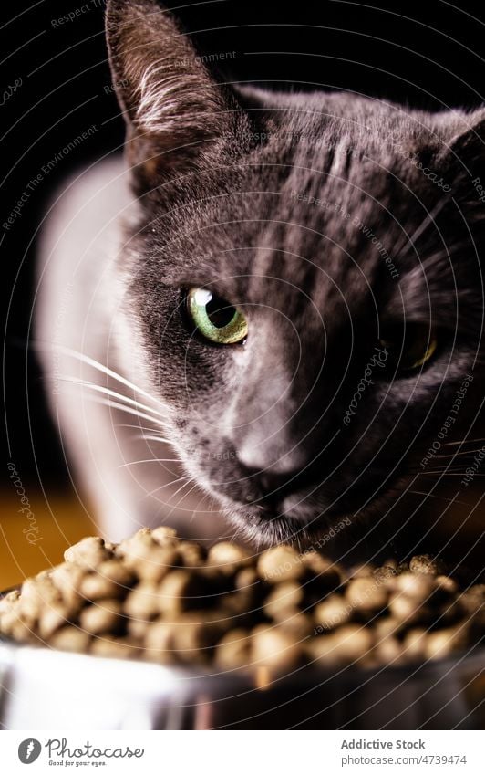 Liebenswerte hungrige Katze steht in der Nähe von Schüssel mit Futter Russisch Blau Lebensmittel achtsam Tier Haustier katzenhaft neugierig Kreatur Kätzchen