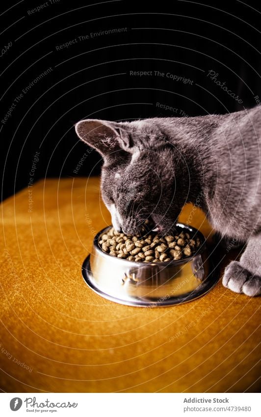 Niedliche hungrige Russisch Blau Katze frisst Futter aus dem Napf essen Lebensmittel Haustier Tier Schalen & Schüsseln Reinrassig bezaubernd niedlich katzenhaft