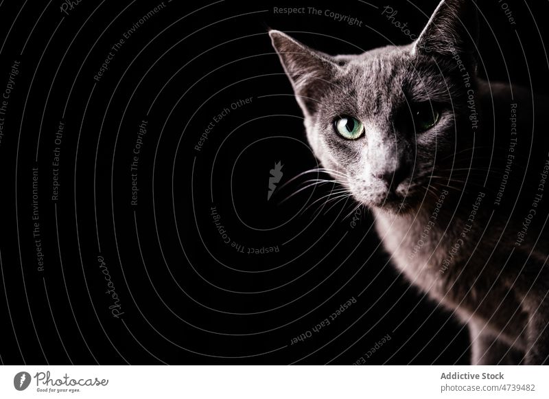 Neugierige graue Rassekatze starrt in die Kamera vor schwarzem Hintergrund Russisch Blau Katze Tier Haustier Maul Kreatur neugierig Reinrassig Porträt