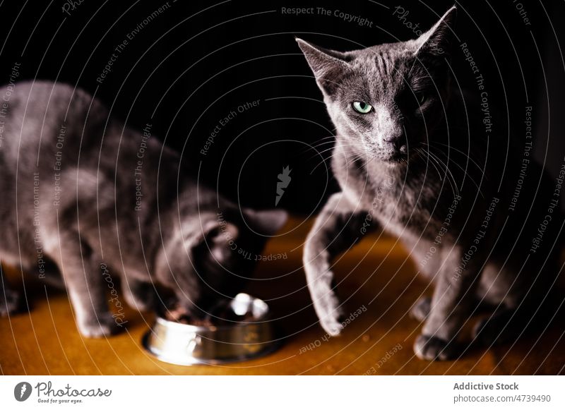 Niedliche neugierige Katze leckt Nase nach Fütterung Russisch Blau essen lutschen Tier Zusammensein Lebensmittel Haustier hungrig Säugetier Schalen & Schüsseln