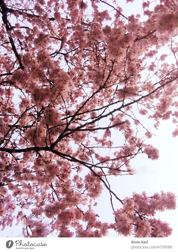 Bäumchen rosarot im Frühling in voller Blüte. Zierkirsche Baum Blühend Außenaufnahme Natur Menschenleer