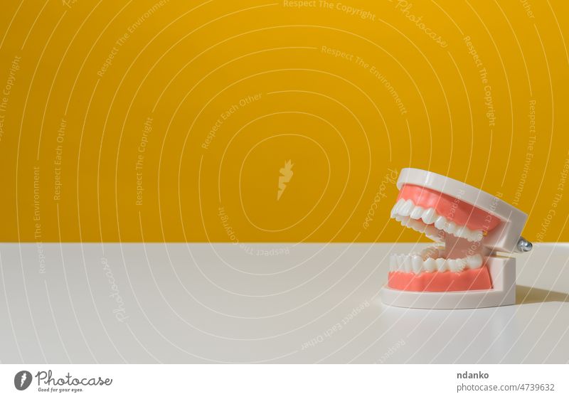 Kunststoffmodell eines menschlichen Kiefers mit weißen Zähnen auf gelbem Hintergrund, Mundhygiene Pflege Sauberkeit Klinik Nahaufnahme Konzept dental Zahnarzt