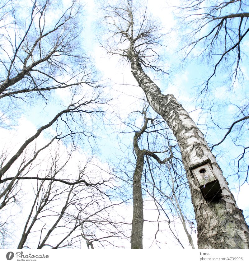 Versteck | Kindersicherung birke nistkasten himmel baum kahl bäume vogelkasten nisten versteck heimat schutz sicherheit wohnung frühjahr uneinsichtig