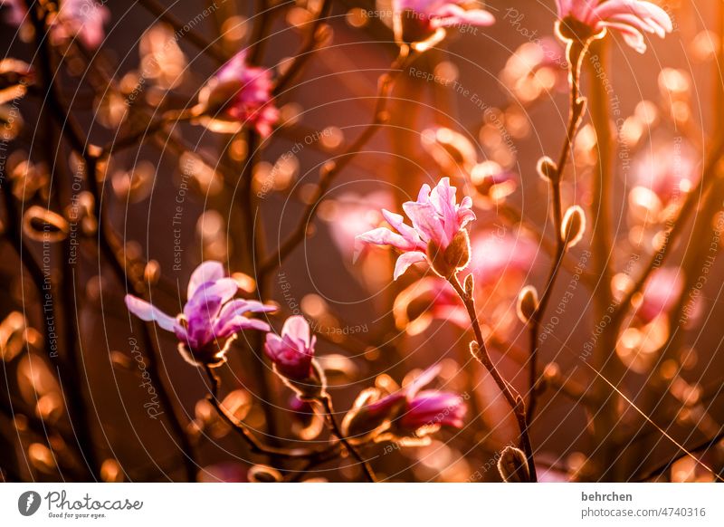 magnolia rosa Blütenblätter Blütenblatt Garten schön Dämmerung Gegenlicht Sonnenuntergang Natur Blume blühen Duft sommerlich zart Leichtigkeit Menschenleer