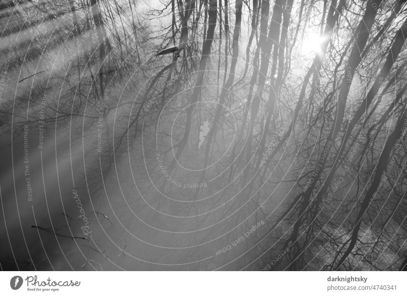 Geheimnisvoll wirkender Wald, der sich in einem Gewässer spiegelt mit Gegenlicht und zur winterlichen Jahreszeit Wetter Land Nebel Landschaft Natur Baum Umwelt
