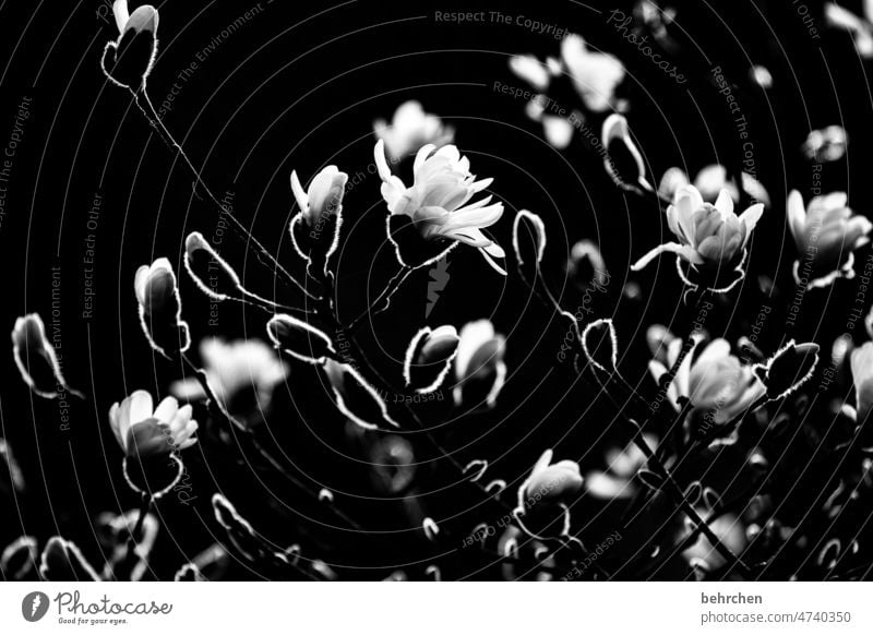 gegensätze Knospen sternmagnolie Magnolie Magnolien Frühling Sommer Unschärfe Außenaufnahme Pflanze Menschenleer Sonnenlicht sommerlich zart blühen Blüte Blume