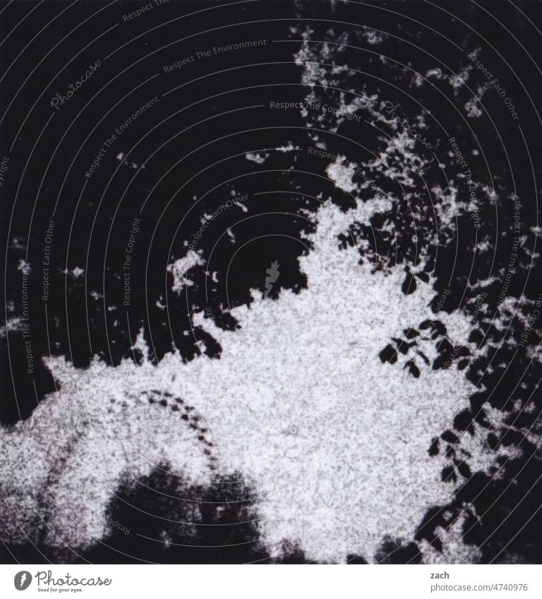 im Schatten analog Analogfoto analoge fotografie Holga Scan Lomografie Experiment Schwarzweißfoto schwarzweiß Doppelbelichtung Außenaufnahme kaputt Baum