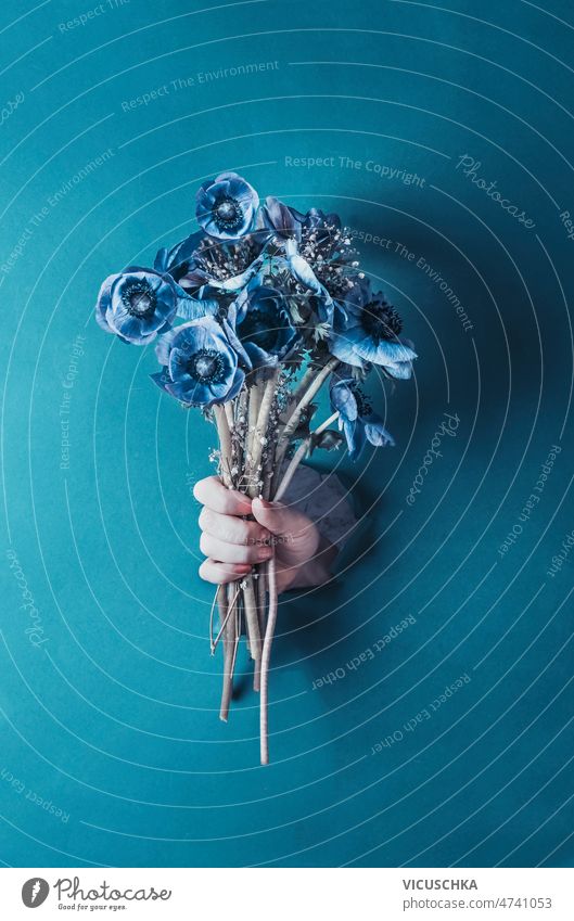 Frau hält blauen Anemonenblumenstrauß durch blaue Wand. Vorderansicht. Hand Beteiligung Kuhschelle Blume Blumenstrauß Hintergrund schön Blauer Hintergrund