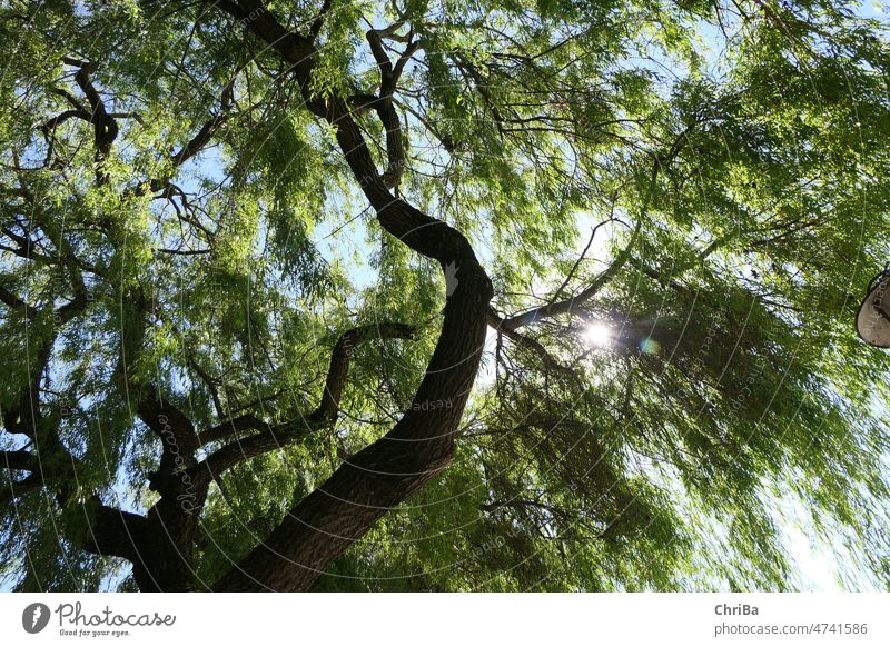 Blick nach oben durch die weitverzweigte Baumkrone eines alten Baumes mit Frühlingsgrün und Sonnenstern Natur Himmel Außenaufnahme Pflanze Farbfoto Umwelt