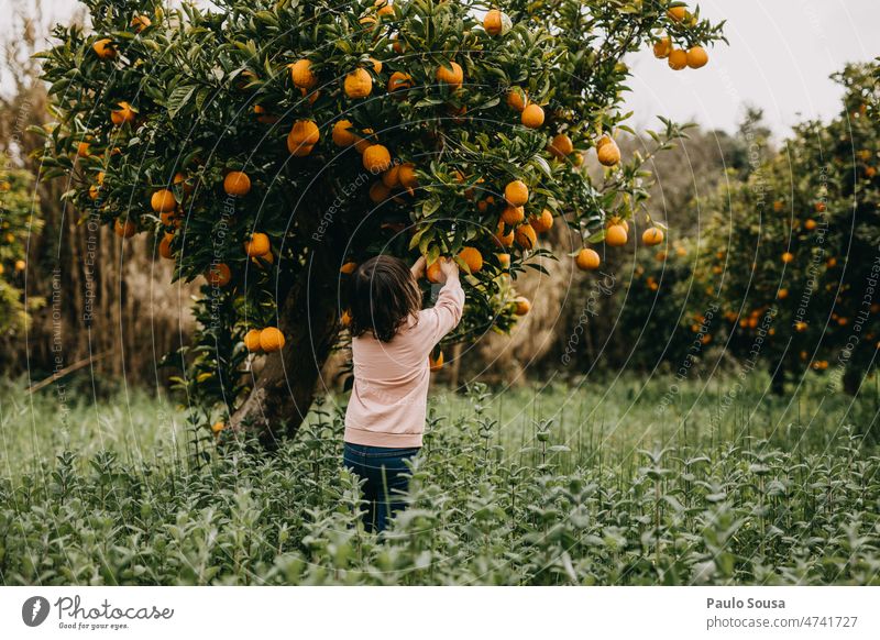 Rückansicht Mädchen pflückt Orangen vom Baum Kind Kindheit 3-8 Jahre Mensch Farbfoto Außenaufnahme Tag Freizeit & Hobby Kindheitserinnerung mehrfarbig Lifestyle