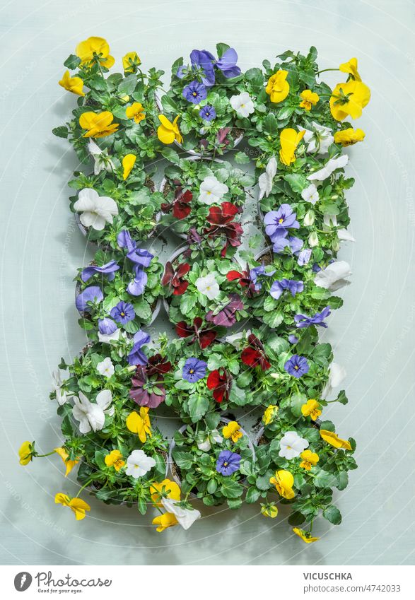 Sommerblumen Hintergrund mit bunten Stiefmütterchen auf blassem grünen Hintergrund. farbenfroh Gartenarbeit Konzept Überstrahlung Blütenköpfe Blätter Draufsicht