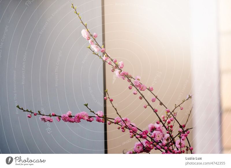 Zweige voller rosa Blüten im Sonnenlicht Frühling Natur Blühend schön blühend grau beige Fassade Wand Licht Sonnenschein sonnig