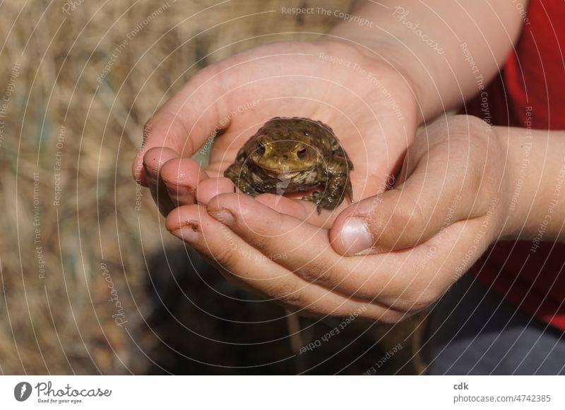 Kind & Kröte | Das Glück in den Händen halten. Kinderhände Amphibie Tier tragen vorsichtig achtsam anschauen betrachten beobachten liebhaben Freude Neugier
