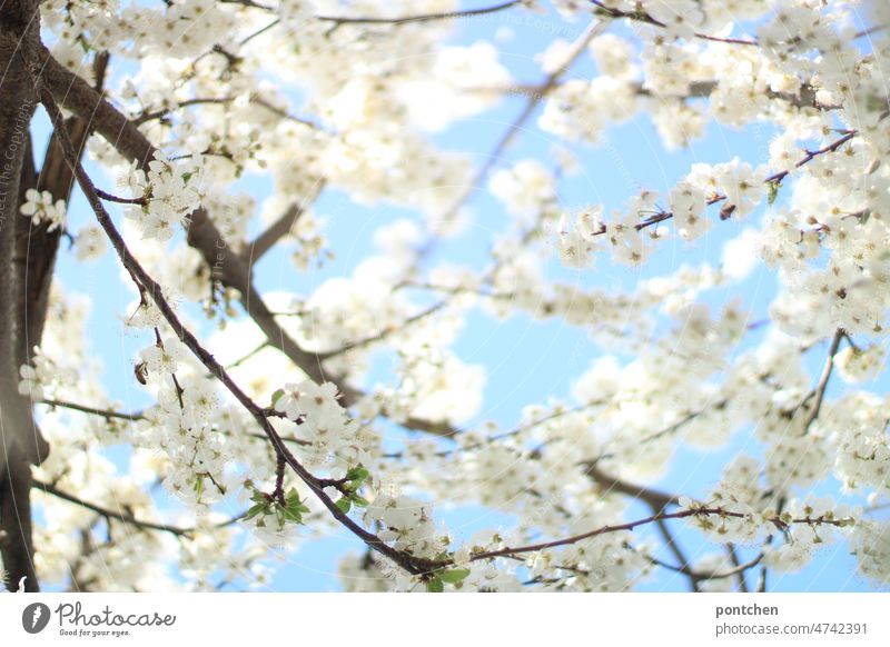 Weiße Blüten vor blauem Himmel an einem KirschBaum im Frühling. Erblühen Blühen blüten erblühen frühling natur weiß blühend natürliches Licht Kirsche