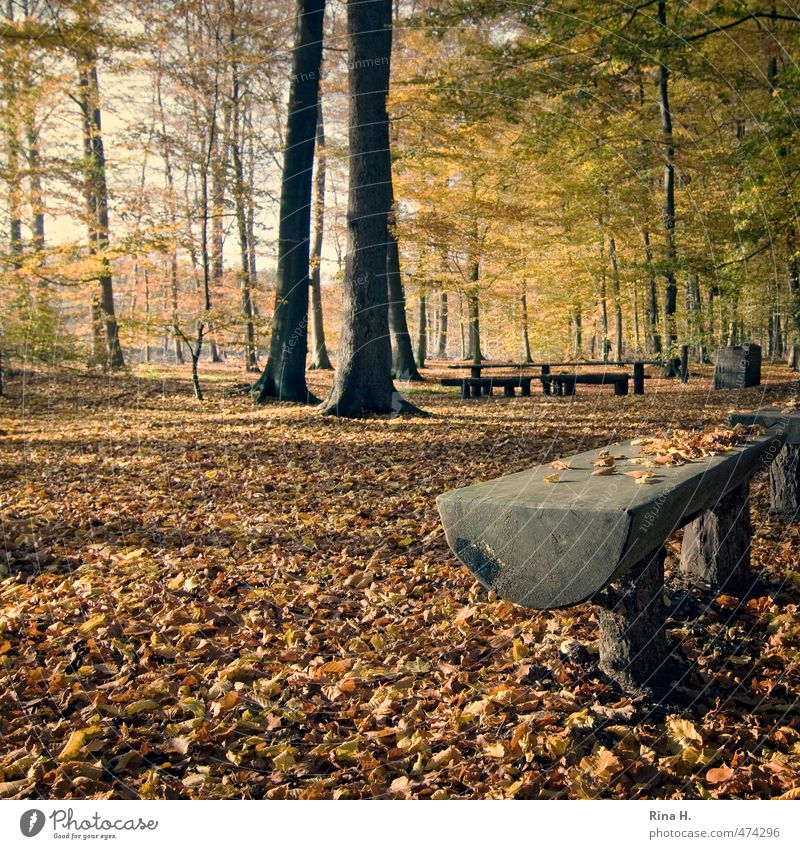 Herbst Umwelt Natur Landschaft Baum Wald leuchten natürlich ruhig Holzbank Picknick Herbstlaub Buchenwald Quadrat Baumstamm Farbfoto Außenaufnahme Menschenleer