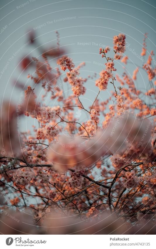 #A0# Kirschblütenzeit Kirschbaum Frühling Frühlingstag Frühlingserwachen Blüte Natur rosa Baum Blühend Außenaufnahme Duft Schönes Wetter