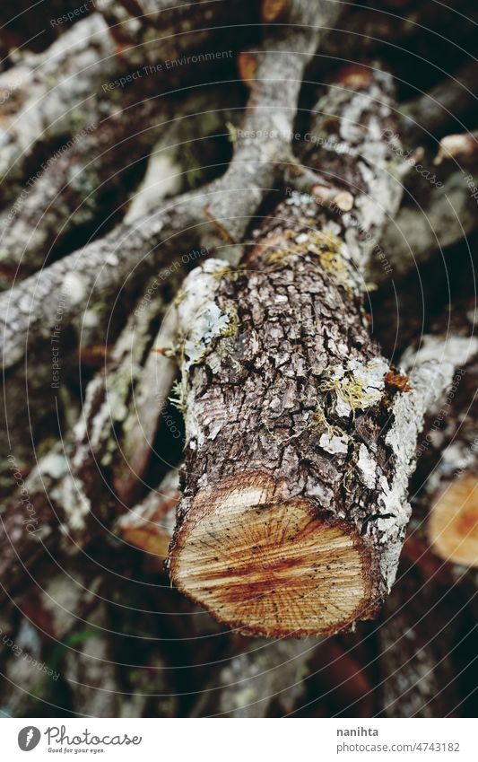 Brennholz Textur Holz hölzern geschnitten frisch Frische abstrakt Hintergrund Ressource Bild Natur natürlich braun schwarz Bokeh Unschärfe Feldtiefe