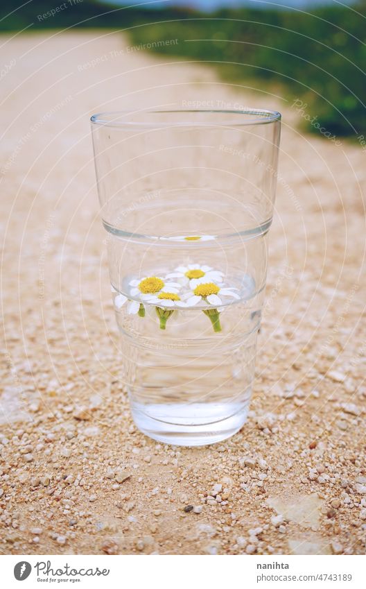 Kamillenblüten in einem Glas mit reinem Wasser abstrakt Wetter Blume Regen Reinheit Mineral grün natürlich Klima Wandel & Veränderung durchsichtig Hintergrund